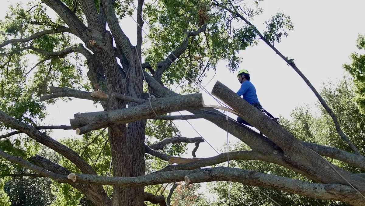 Professional Hazardous Tree Removal performed by certified arborists in Jamestown