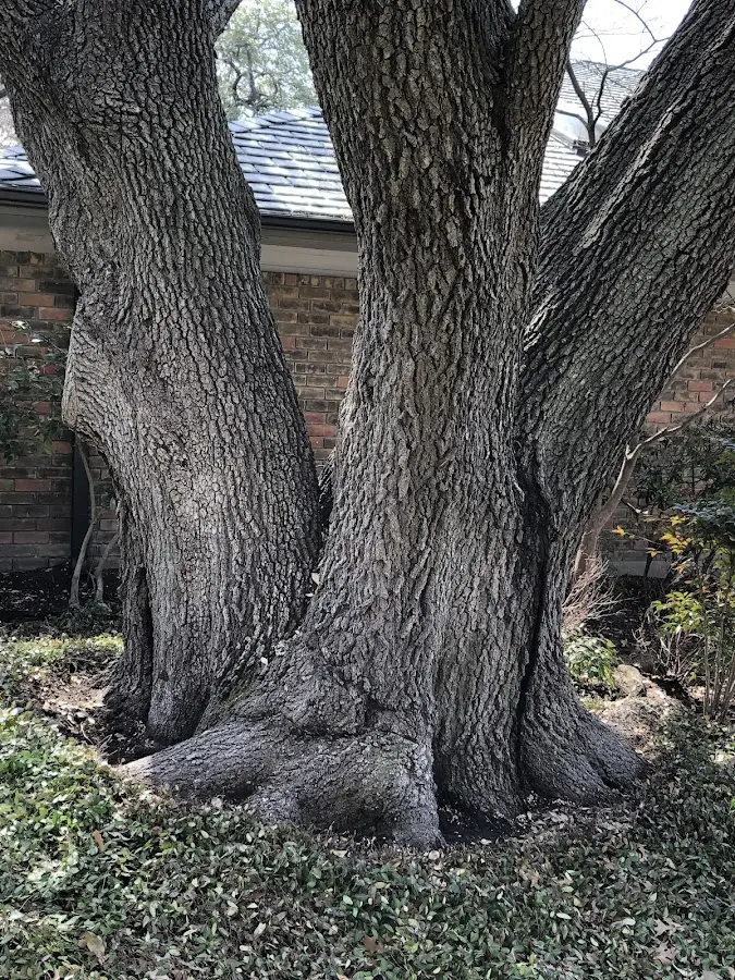 Mature heritage tree close to a Jamestown property cared for by certified arborists